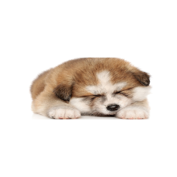 Foto in plexiglas Akita-puppy