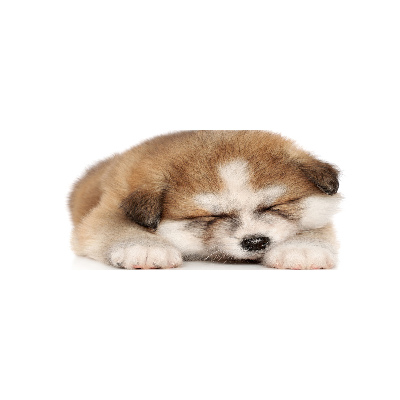 Foto in plexiglas Akita-puppy