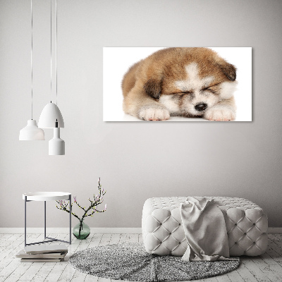 Foto in plexiglas Akita-puppy