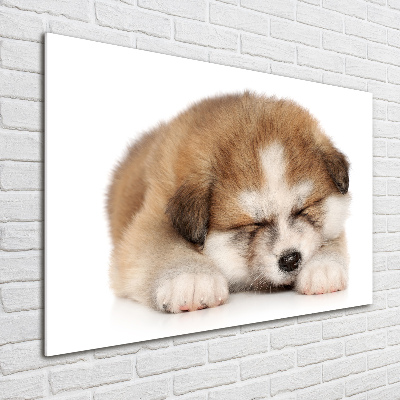 Foto in plexiglas Akita-puppy