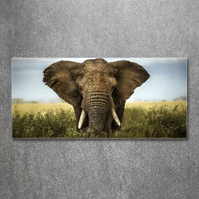 Schilderij op acrylglas Olifant op de savanne