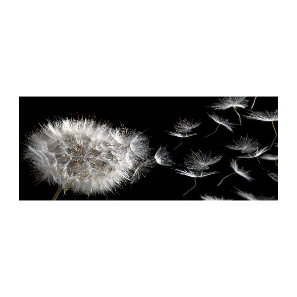 Foto op plexiglas Paardebloem