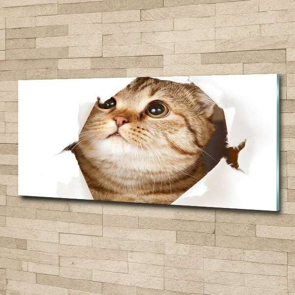 Foto op plexiglas Kat