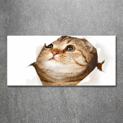 Foto op plexiglas Kat