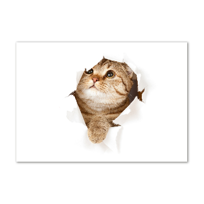 Foto op plexiglas Kat