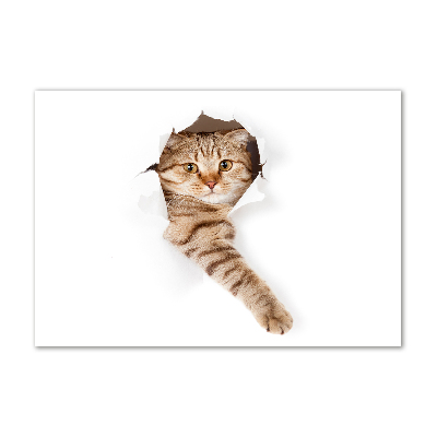 Plexiglas foto Kat