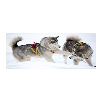 Plexiglas schilderij Huskies in de winter