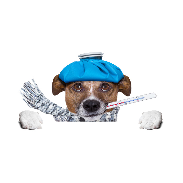 Foto op plexiglas Zieke hond