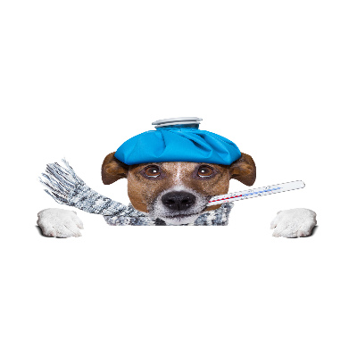 Foto op plexiglas Zieke hond