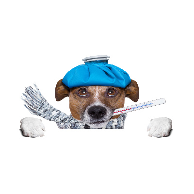 Foto op plexiglas Zieke hond