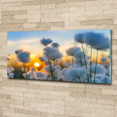 Foto in plexiglas Wolgras