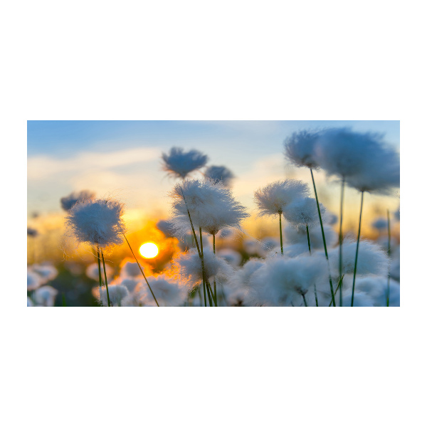 Foto in plexiglas Wolgras