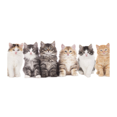 Foto plexiglas Zes katten
