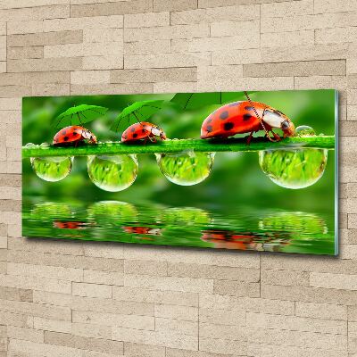 Foto op plexiglas paraplu's met lieveheersbeestjesmotief