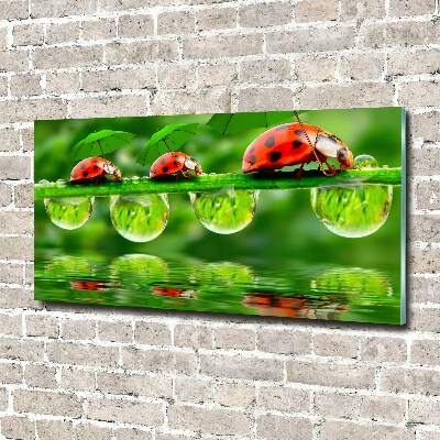 Foto op plexiglas paraplu's met lieveheersbeestjesmotief