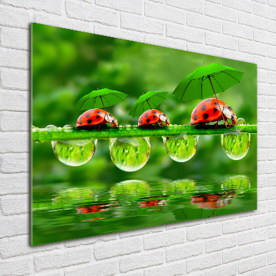 Foto op plexiglas paraplu's met lieveheersbeestjesmotief
