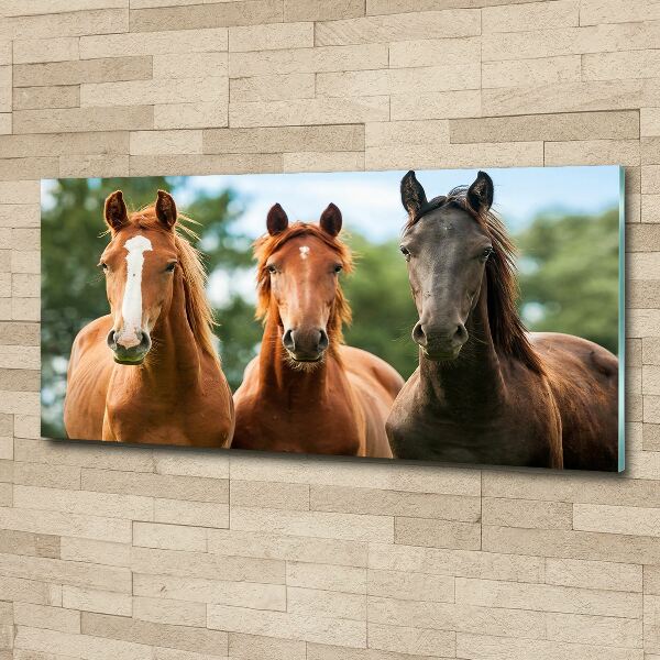 Plexiglas foto Drie paarden
