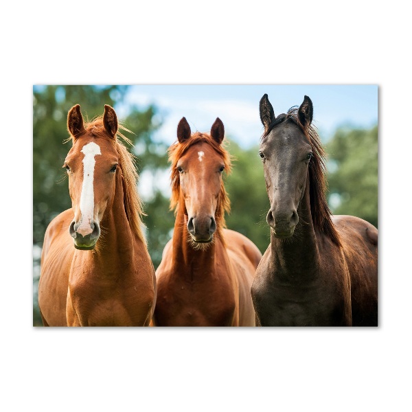 Plexiglas foto Drie paarden