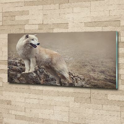 Plexiglas schilderij Witte wolf op een rots