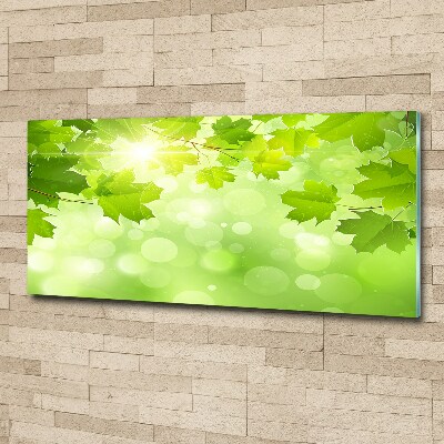 Foto op plexiglas Paardenkastanjebladeren