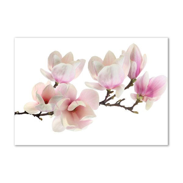 Foto in plexiglas Magnolia