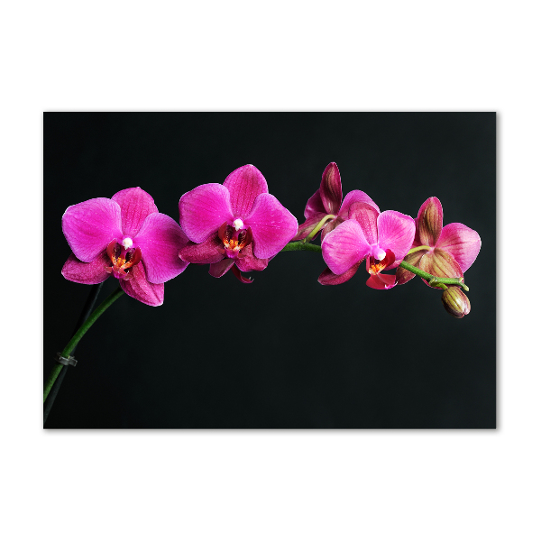 Foto op plexiglas Orchidee