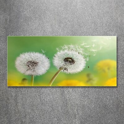Foto plexiglas Paardenbloemen
