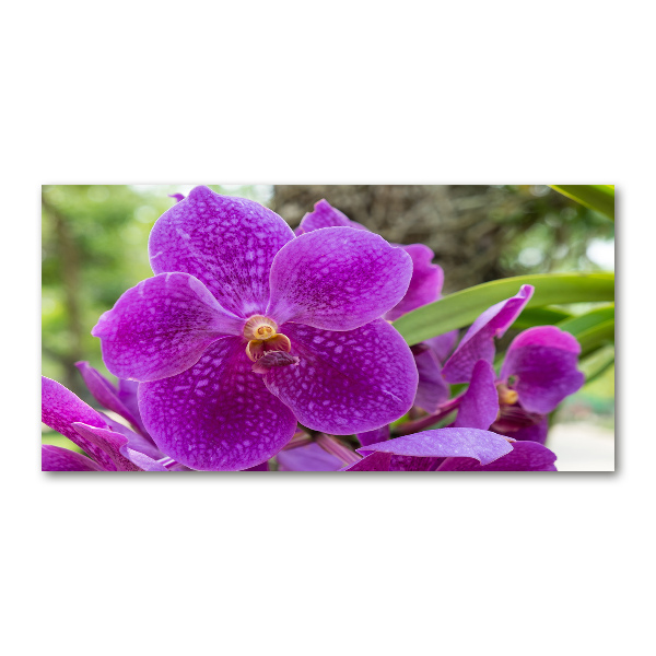 Foto in plexiglas Orchidee