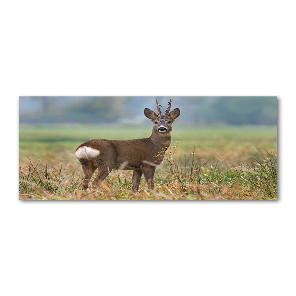 Schilderij op acrylglas Roe