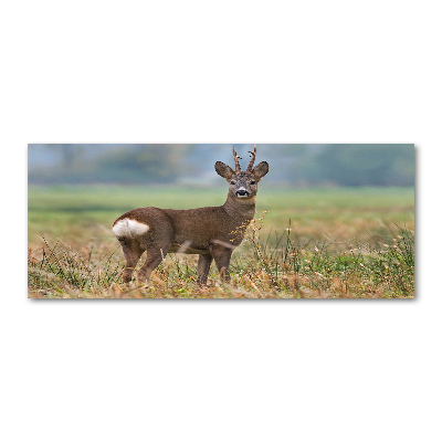 Schilderij op acrylglas Roe