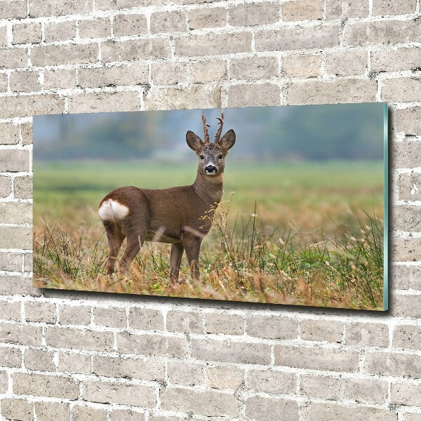 Schilderij op acrylglas Roe