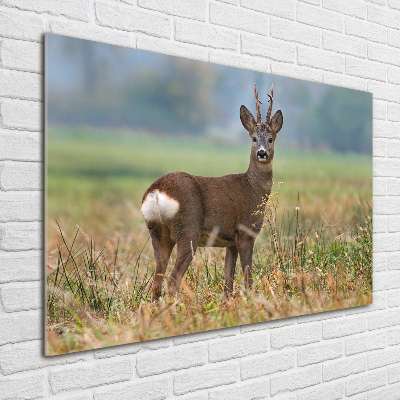 Schilderij op acrylglas Roe