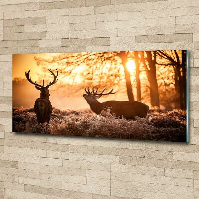 Foto op plexiglas Herten zonsopgang