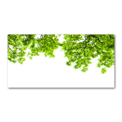 Plexiglas foto Eikenbladeren