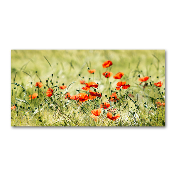 Foto plexiglas Klaprozen