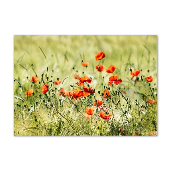 Foto plexiglas Klaprozen