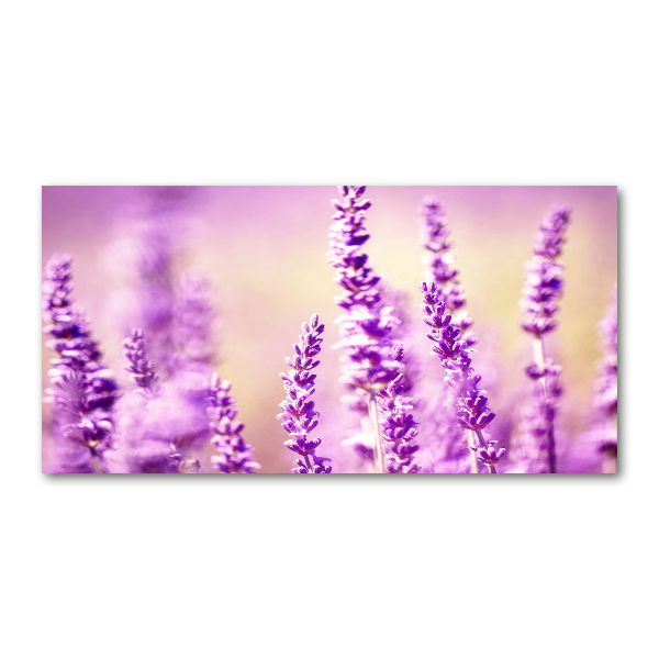 Foto in plexiglas Lavendel