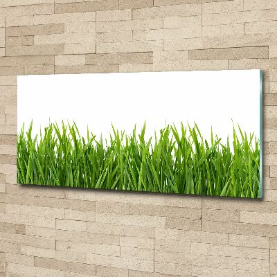 Schilderij op acrylglas Gras