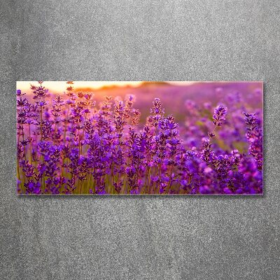 Plexiglas schilderij Lavendelveld