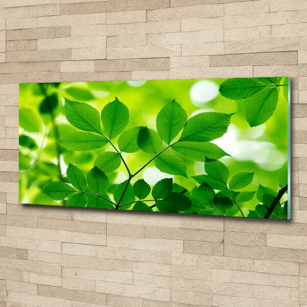 Foto op plexiglas Groene bladeren