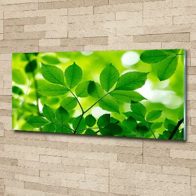Foto op plexiglas Groene bladeren