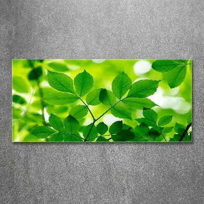 Foto op plexiglas Groene bladeren