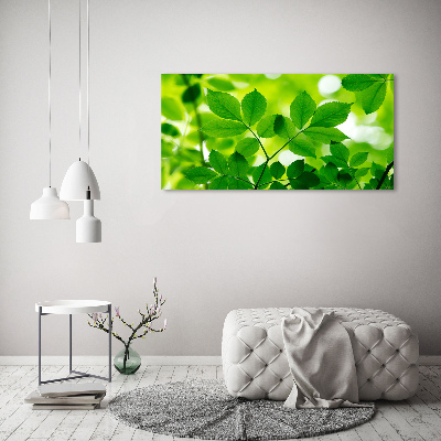 Foto op plexiglas Groene bladeren