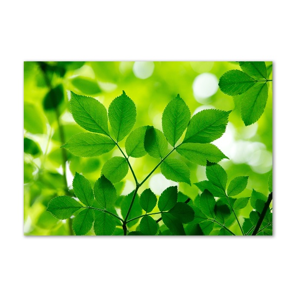 Foto op plexiglas Groene bladeren
