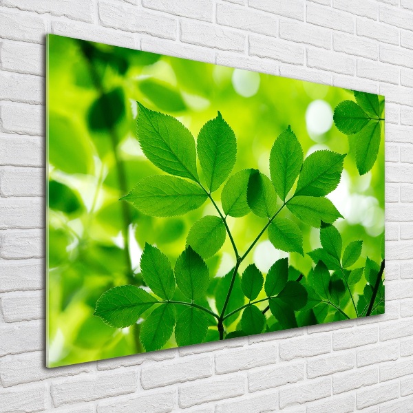 Foto op plexiglas Groene bladeren