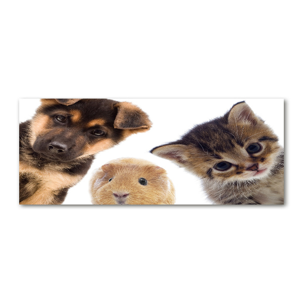 Plexiglas foto Huisdieren