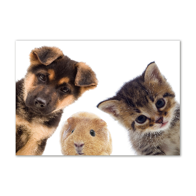 Plexiglas foto Huisdieren