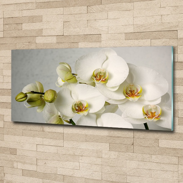 Schilderij op acrylglas Witte orchidee