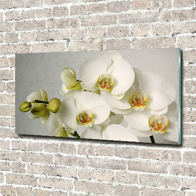 Schilderij op acrylglas Witte orchidee