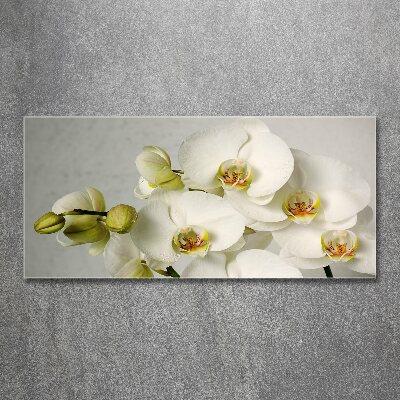 Schilderij op acrylglas Witte orchidee